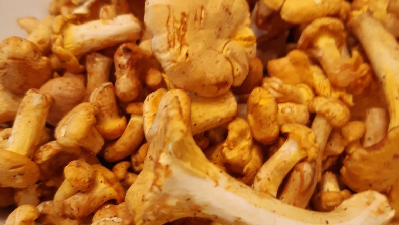 Chanterelles found in the area, © Ferienhaus Leopold Chanterelles found in the area, © Ferienhaus Leopold