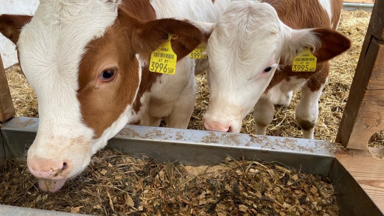 Viewing the animals in the barn, © Wiener Alpen Two calves eat from a feeding trough in the barn.