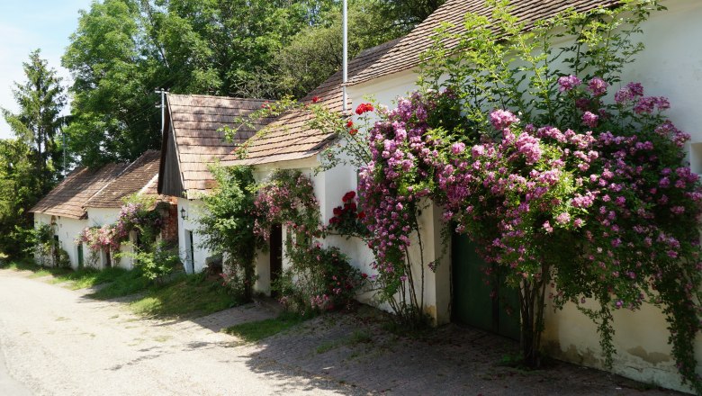 Wine cellar lane in Ameis, © Marktgemeinde Staatz Rows of small white houses with blooming roses on the facades.
