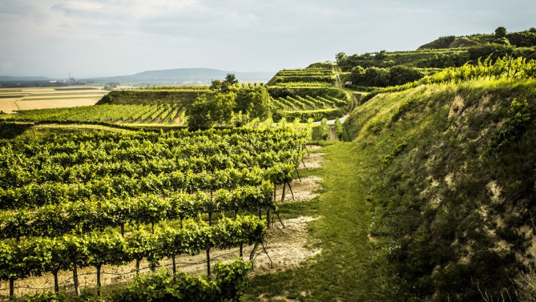 Vineyard in Langenlois, © Robert Herbst