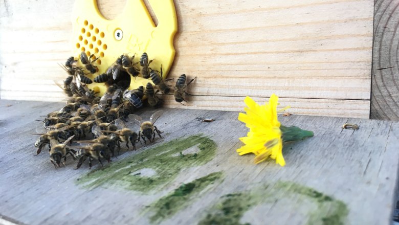 MOSTbee organic honey, © stoefchr.at MOSTbee organic honey, © stoefchr.at