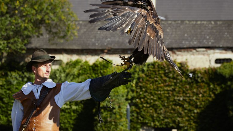 Falcons and birds of prey at Rosenburg Castle, © Rosenburg