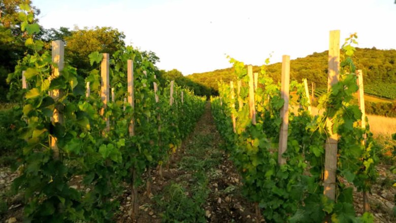 In the vineyard, © Weingut Friedberger Vines in a vineyard at sunset.