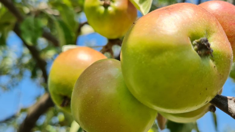 fruit trailhollenthonccorneliaschuh-22_web, © Wiener Alpen, Schuh Close-up of green and red apples on a tree.