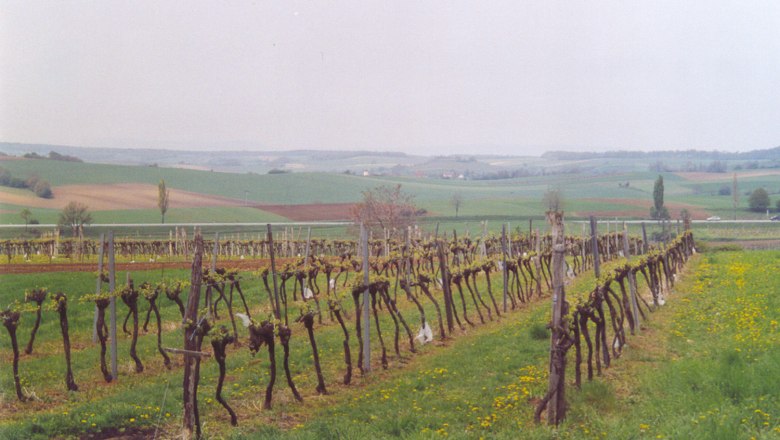 Vineyards, © Gemeinde Gaweinstal Vines in a rural landscape with rolling hills in the background.