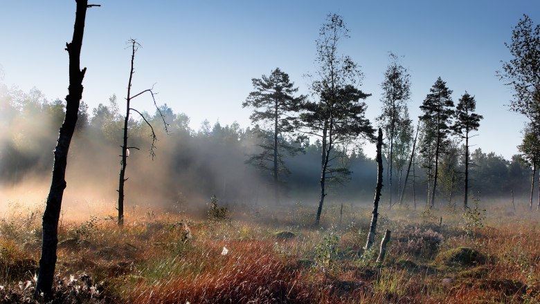 Foggy mood in the Heidenreichstein moor, © Wolfgang Dolak Fog in the Heidenreichstein moor with trees and grass in the foreground.