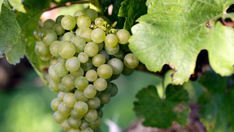 Vine with grape, © Weinviertel Tourismus / Christine Wurnig Close-up of a green bunch of grapes on a vine with green leaves.