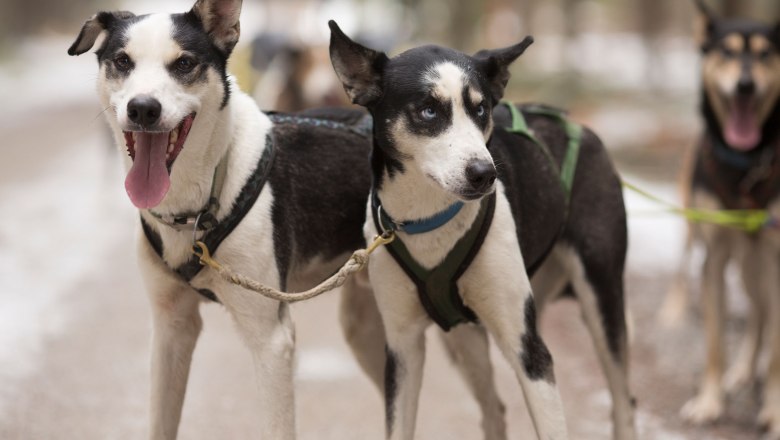 Snoopy and Luna, © Zauner 2023 Snoopy and Luna, © Zauner 2023