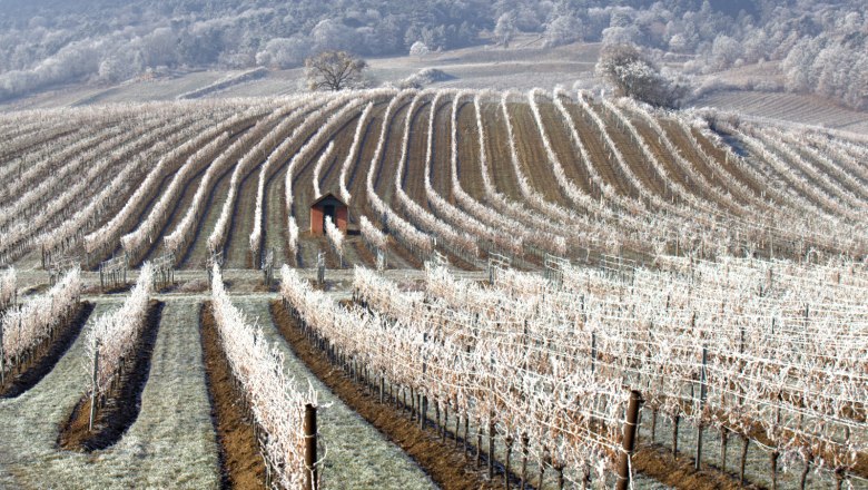 Winter in the vineyard, © Stefan Österreicher Winter in the vineyard, © Stefan Österreicher