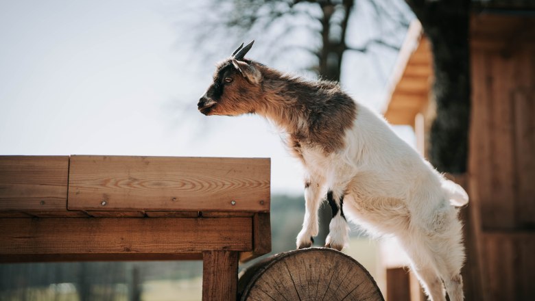 Dwarf goats (3), © MIKU.Media OG Dwarf goats (3), © MIKU.Media OG