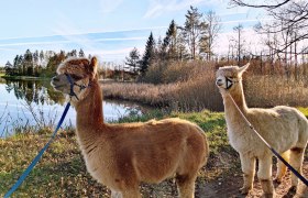 At the fox pond, © Fuchsteich Alpakas At the fox pond, © Fuchsteich Alpakas