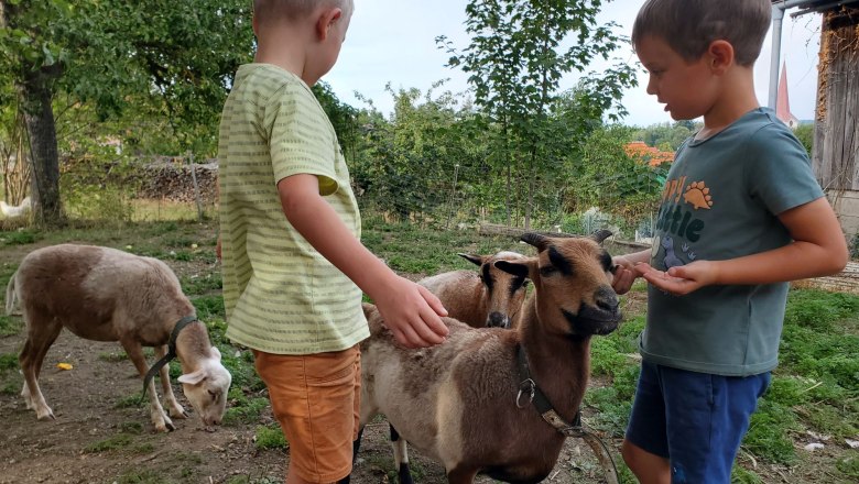 Cats, rabbits, chickens, quails and sheep live on our farm, © Anderlhof Cats, rabbits, chickens, quails and sheep live on our farm, © Anderlhof