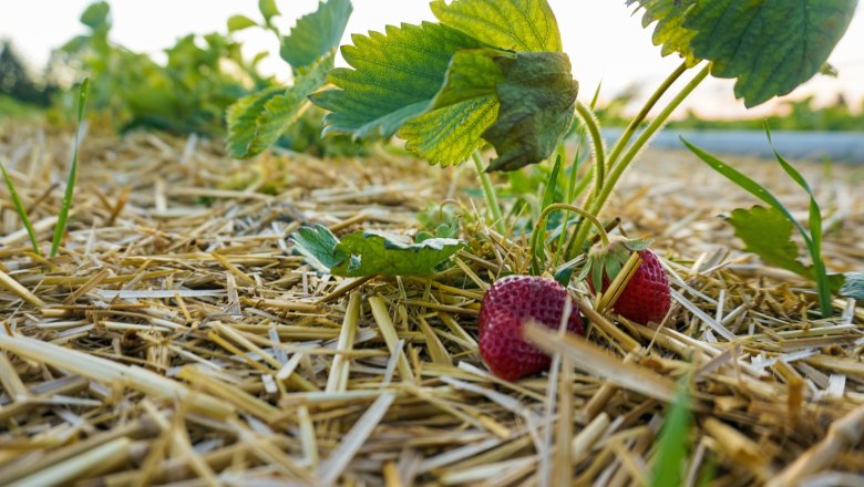 Strawberries in the field, farmer's food, © Bauernspeis Strawberries in the field, farmer's food, © Bauernspeis