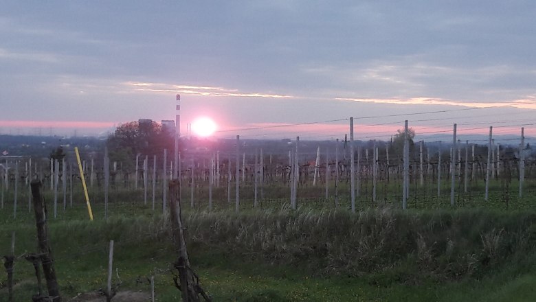 Vineyards, © Weinbau Fitz Sunset over a vineyard with poles and wires, a town and a chimney in the background.