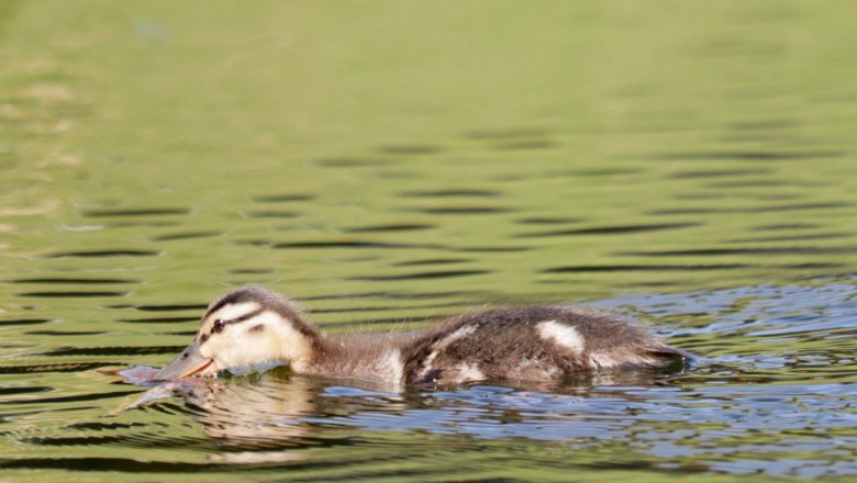 Baby duck in the pond, © Familie Moser A young duck swims on a pond.