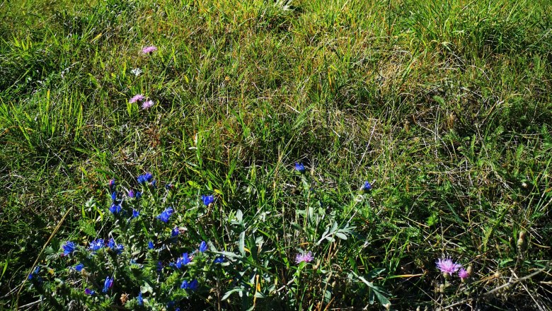 Flowers and herbs, © Weinstraße Weinviertel Meadow with purple and blue wildflowers.
