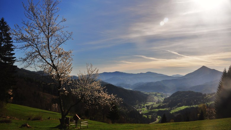 View of Türnitz, © Größbacher Hubert Landscape with blossoming tree, mountains and valley in the background in sunlight.