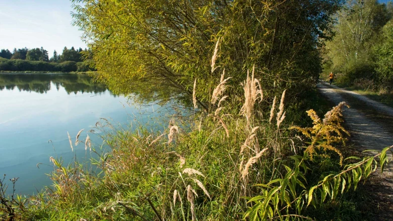 Ottenstein pond plate, © Matthias Schickhofer A calm lake with reeds and trees on the shore, a path leads along the water.