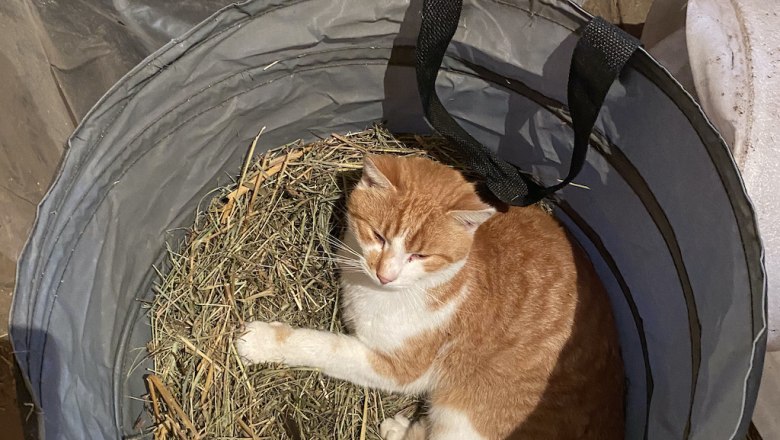 Julian the mouser, © ALZV - Rudolf Bauer, MBA Julian the mouser, © ALZV - Rudolf Bauer, MBA