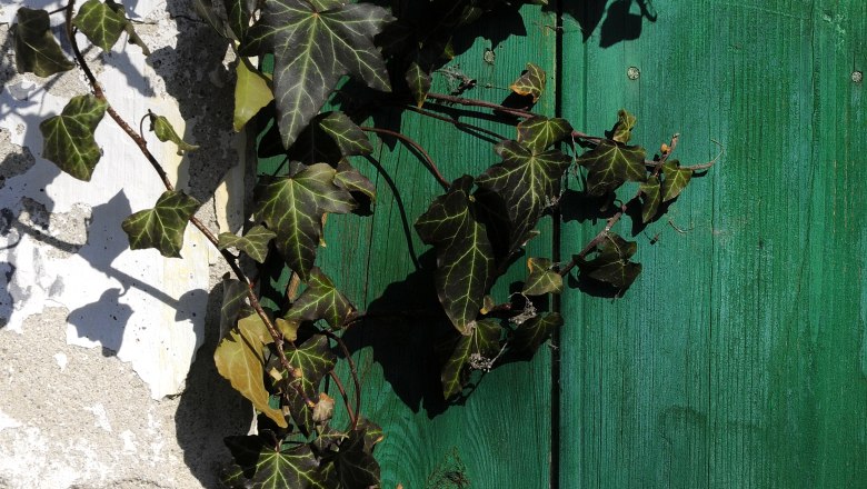 Cellar door, © Weinviertel Tourismus / Mandl Green wooden door overgrown with ivy.