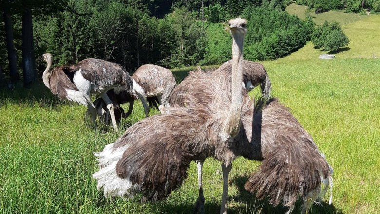 Organic ostriches at the Obermaierhof, © Obermaierhof Organic ostriches at the Obermaierhof, © Obermaierhof
