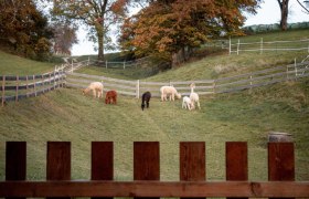Alpacas on the pasture, © Wagner-Hubbauer Alpacas on the pasture, © Wagner-Hubbauer