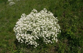 Zeiserlberg, © Zeiserlberg A large shrub with white flowers on a green meadow.