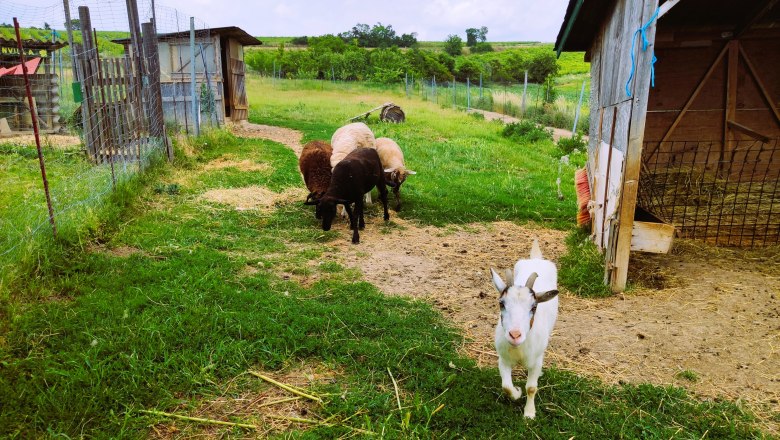 Sheep and goats, © Fam. Heinrich Sheep and a goat in a pasture next to a shed.