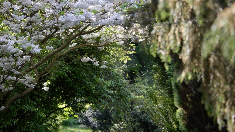Nature_in_the_garden, © Alexander Haiden A blossoming tree with white flowers above a narrow, grassy path in a garden.