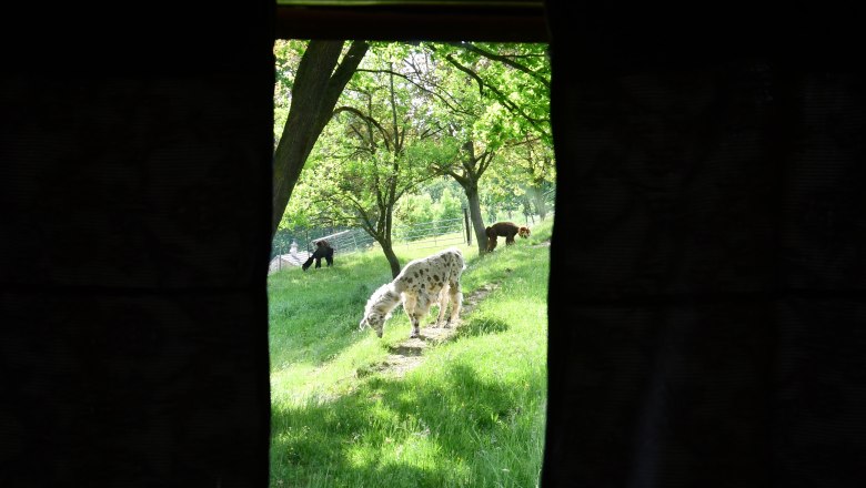 Leopold-the llama herding cart, © lamawanderland Leopold-the llama herding cart, © lamawanderland