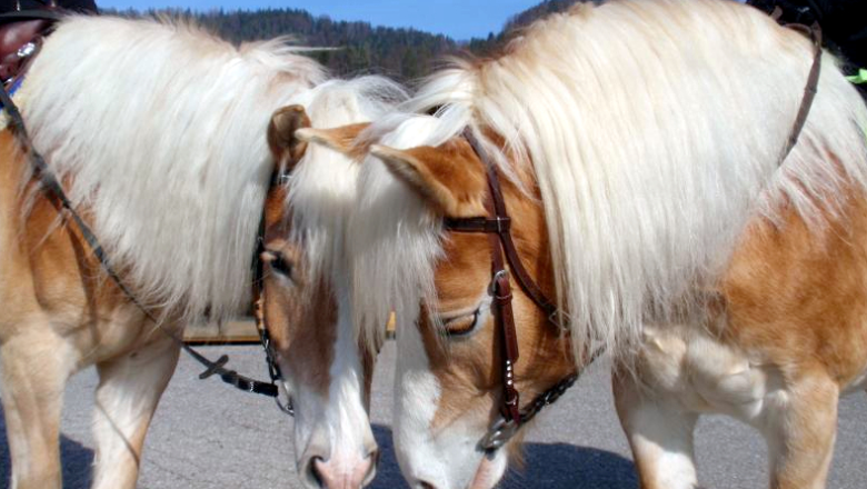 Maxima and North Star, © Thürlahshof Maxima and North Star, © Thürlahshof