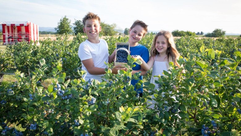Blueberries to pick yourself, © Wurzers Genuss- und Erlebnishof Blueberries to pick yourself, © Wurzers Genuss- und Erlebnishof