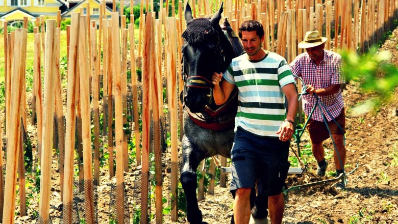 Johannes Friedberger, © Weingut Friedberger Two men work with a horse in a vineyard.