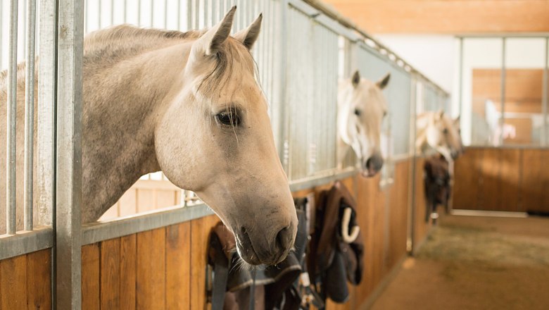 Horses, © Peter Hruska Horses in a row of stables with wooden walls and metal bars.