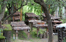 Waldviertel mushroom garden, © Waldviertler Pilzgarten A mushroom garden with logs on which mushrooms grow, surrounded by trees and green plants.