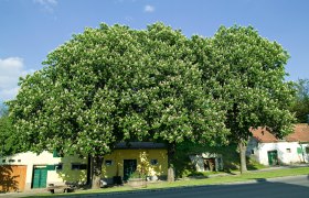 Wunderberg Auersthal, © Gemeinde Auersthal Large chestnut trees in front of a yellow building with green shutters in Auersthal.