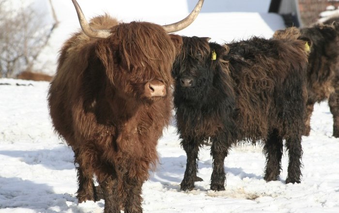 Highland cattle in winter, © Gerold Munk Highland cattle in winter, © Gerold Munk