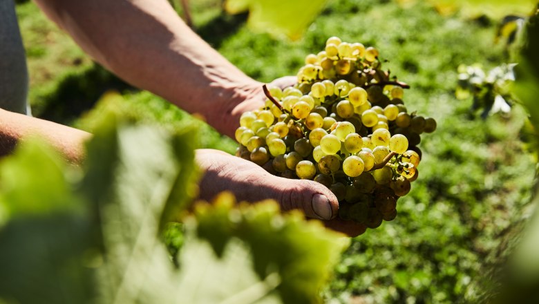 Grapes, © Weinviertel Tourismus / Michael Liebert Close-up of hands holding a bunch of grapes in the vineyard.