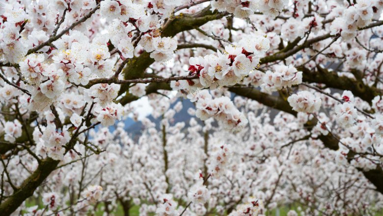 Blooming apricot trees in the Wachau, © Donau NÖ_Barbara Elser Blooming apricot trees in the Wachau with white flowers.
