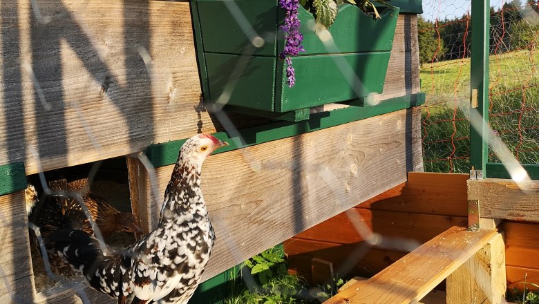 Steinpiperl, © Friedlhof Steinpiperl, © Friedlhof