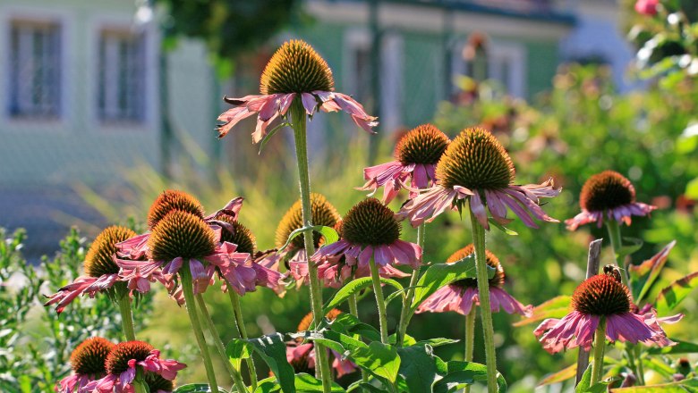 Anger gardens, © Wolfgang Gerzer Close-up of purple sun hats in a garden.