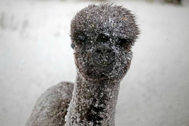 Alpacas brave the snowstorm, © Sonnseinthof Alpacas brave the snowstorm, © Sonnseinthof
