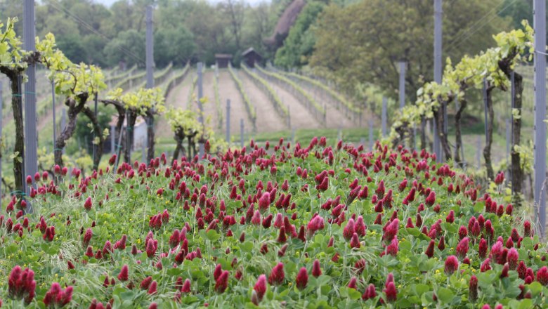 Vineyards, © Laimer A vineyard with red flowers in the foreground and vines in the background.