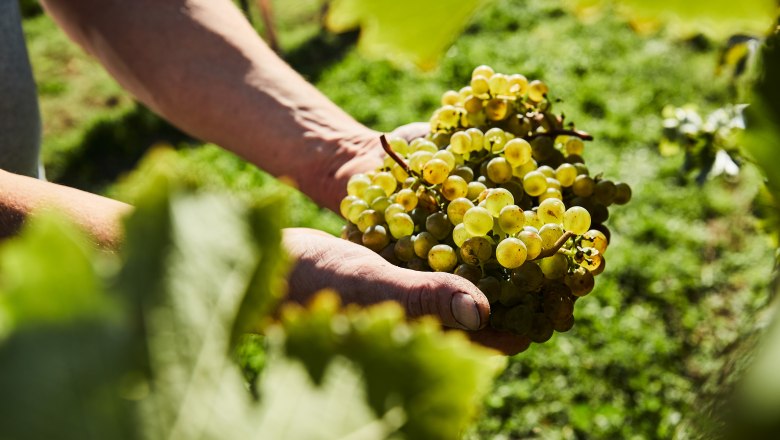 Grapes, © Weinviertel Tourismus / Michael Liebert Close-up of hands holding a bunch of grapes in the vineyard.
