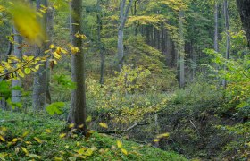 Gänsegraben natural forest, © Matthias Schickhofer A dense forest with green and yellow leaves in the fall.