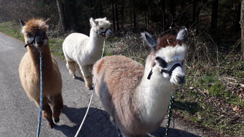 Out and about with the Puchberg alpacas, © Stefanie Ecker Out and about with the Puchberg alpacas, © Stefanie Ecker