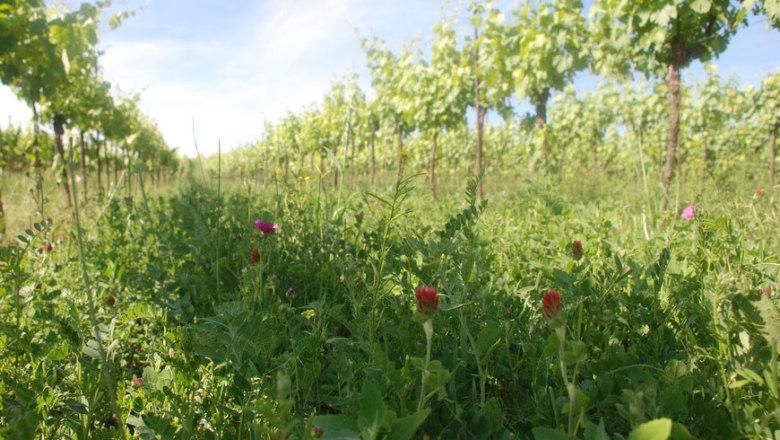 In the vineyard, © Bioweingut Oppenauer Vineyard with green vines and wildflowers in the foreground.
