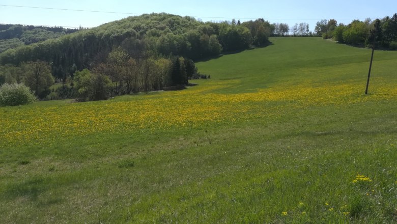 Landscape on the Jauerling, © Romana Wiener Green meadow with yellow flowers in front of a wooded hill under a blue sky.