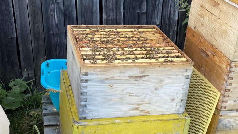 Busy honey bees, © ALZV - Rudolf Bauer, MBA Busy honey bees, © ALZV - Rudolf Bauer, MBA