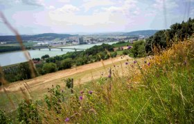 View from the Rindfleischberg, © Robert Herbst View of a landscape with river, bridge and town in the background, flowering meadows in the foreground.